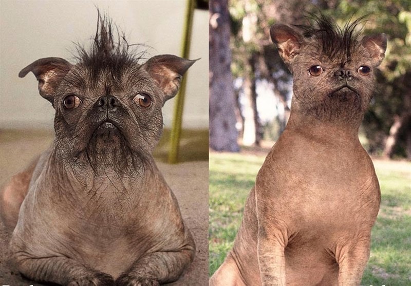 جراحی زیبایی حیوانات خانگی؛ اسباب‌بازی‌های لوکس بازار دامپزشکی