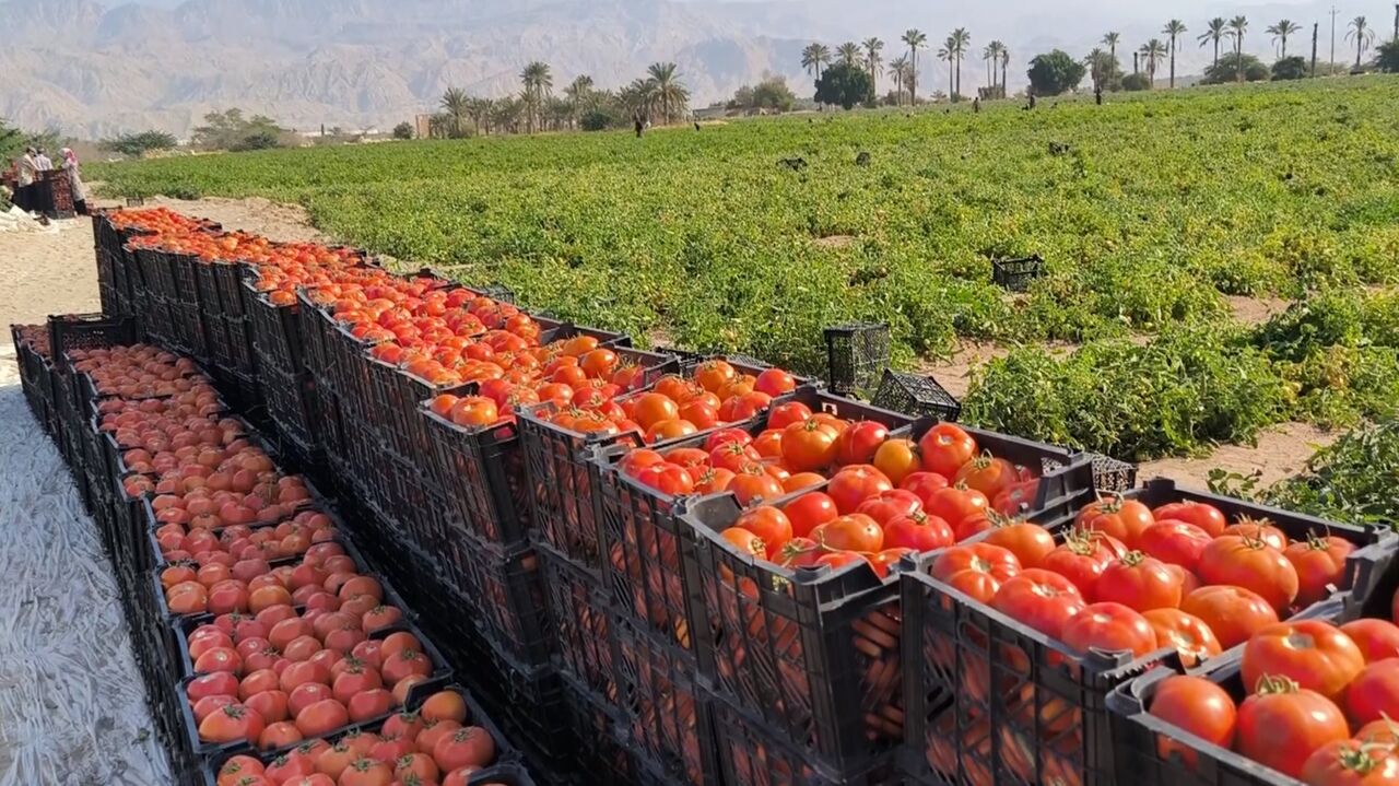 نماینده مجلس: هیچ تعرفهای بر صادرات گوجهفرنگی اعمال نخواهد شد نماینده مجلس: هیچ تعرفهای بر صادرات گوجهفرنگی اعمال نخواهد شد