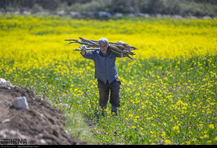 آسمان گریست و مازندران سرخوش شد/ حالا حال کشاورزان خوب است