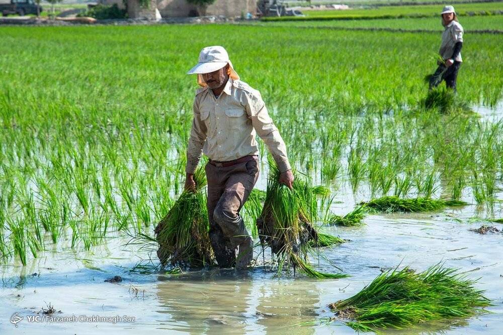 رشد ۳۰ درصدی تعهدات بیمه‌ای در برنج/ اختصاص یارانه دولت در حق بیمه تا ۷۰ درصد