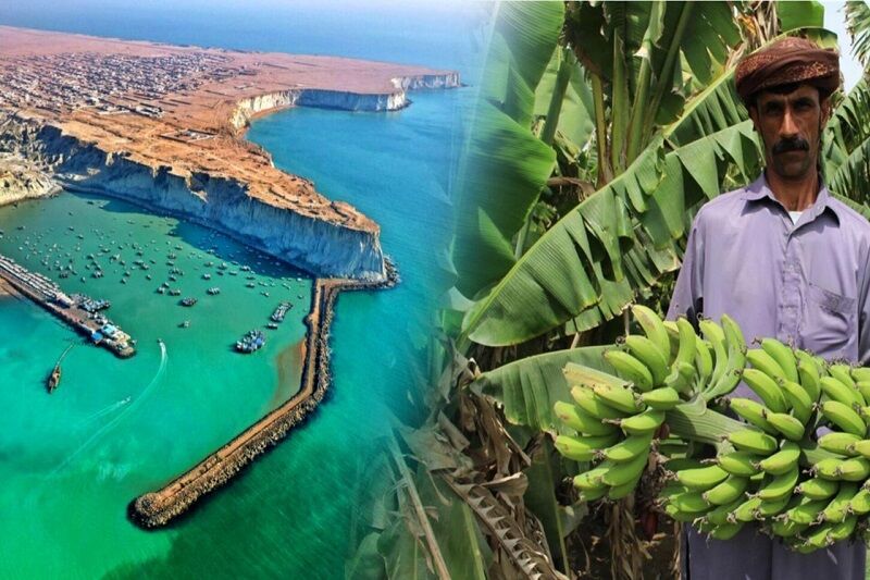 توسعه سواحل مکران و باغ‌های موز؛ پیشران‌های اقتصادی سیستان و بلوچستان