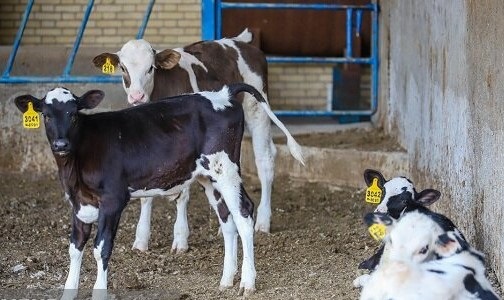 آیین‌نامه الزام «بیمه فراگیر دام» در حال تدوین است