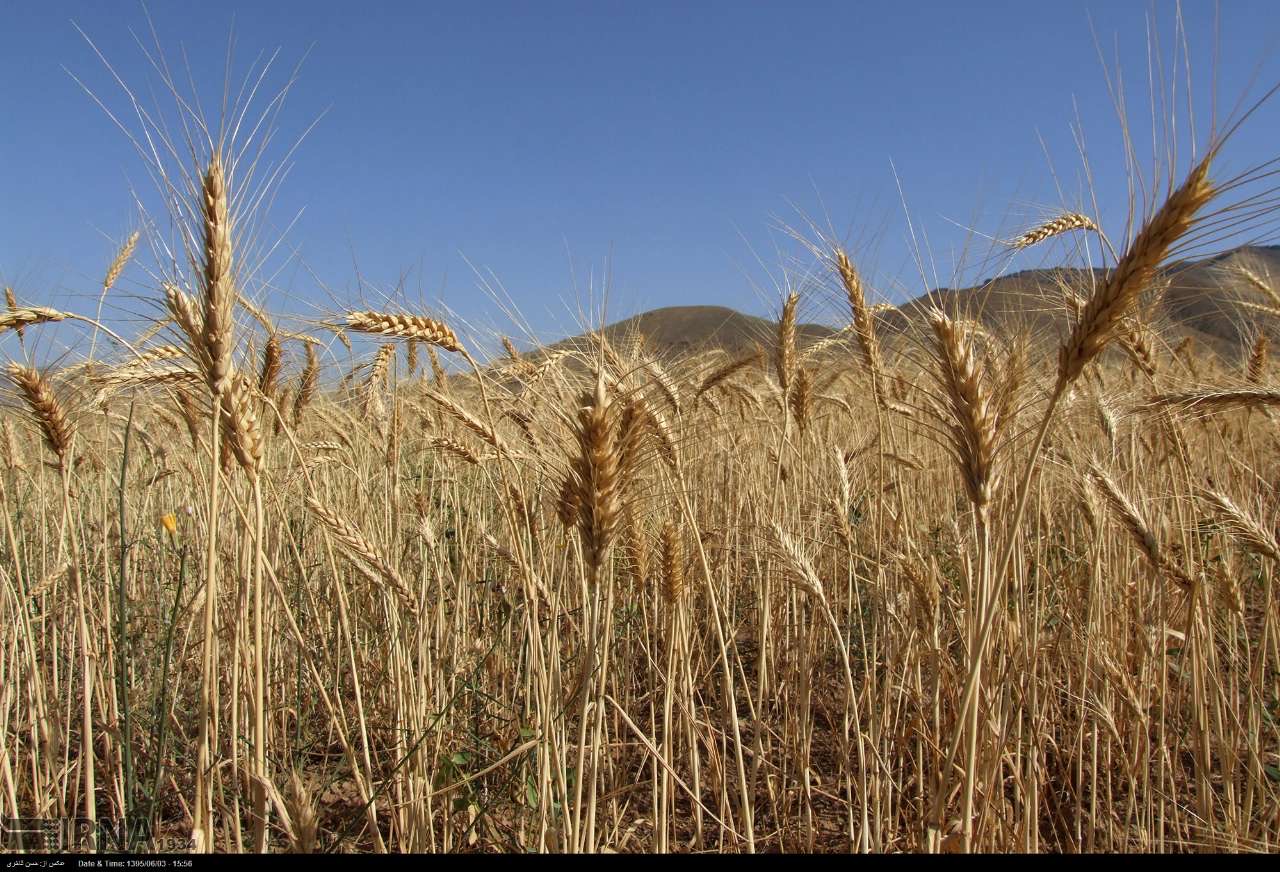 خودکفایی در تولید؛ کاهش چشمگیر حدود ۴۰۰ هزار تنی واردات گندم از چابهار