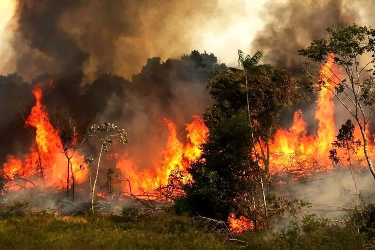 گزارش مجلس درباره علل آتش سوزی جنگل هیرکانی منطقه الیت