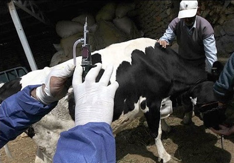 دامپزشکی: شیوع تب برفکی با سویه جدید در کشور کنترل شد