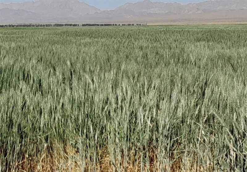 قیمت‌گذاری تفکیکی گندم به تصویب رسید/ دولت مکلف به پرداخت بیمه محصولات کشاورزی شد