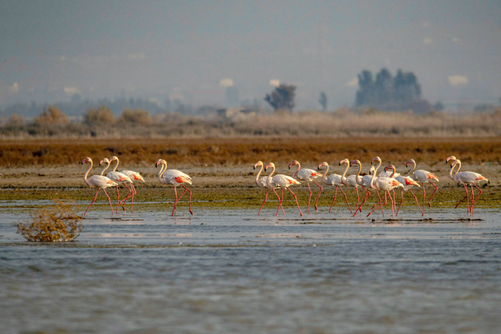مرکز منطقه‌ای کنوانسیون رامسر برای ۳ سال دیگر در ایران ماند/ تقویت همکاری‌ها با ۱۵ کشور